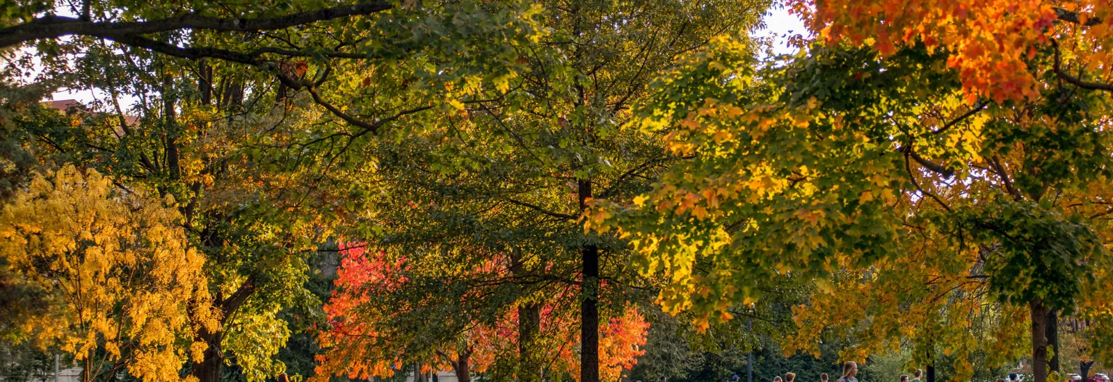 Oval in autumn